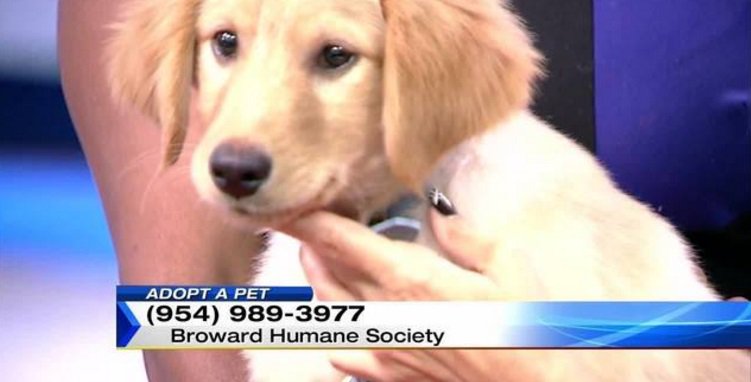 Today's Adopt a Pet features the cutest little puppy fw.to/Cf3yauG?utm_me… https://t.co/xBIcKFKjTY