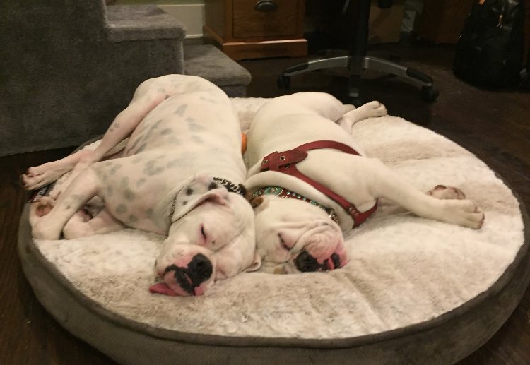 Kisstheboxer's tweet photo. Kiss &amp; Cupid: a brotherly bond 🐶♥️🐶 https://t.co/WutTtnzen8
