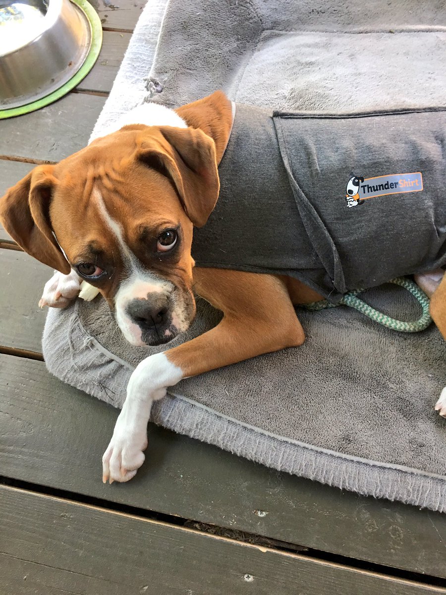 dreneehawkins's tweet photo. Sára 💭 what mom? The look-leave me alone #ilovemyboxer #boxermom @dogcelebration @BoxerDogUnion @BoxersNation @BoxerBond @BoxerFanClub https://t.co/s4E28zpZgL