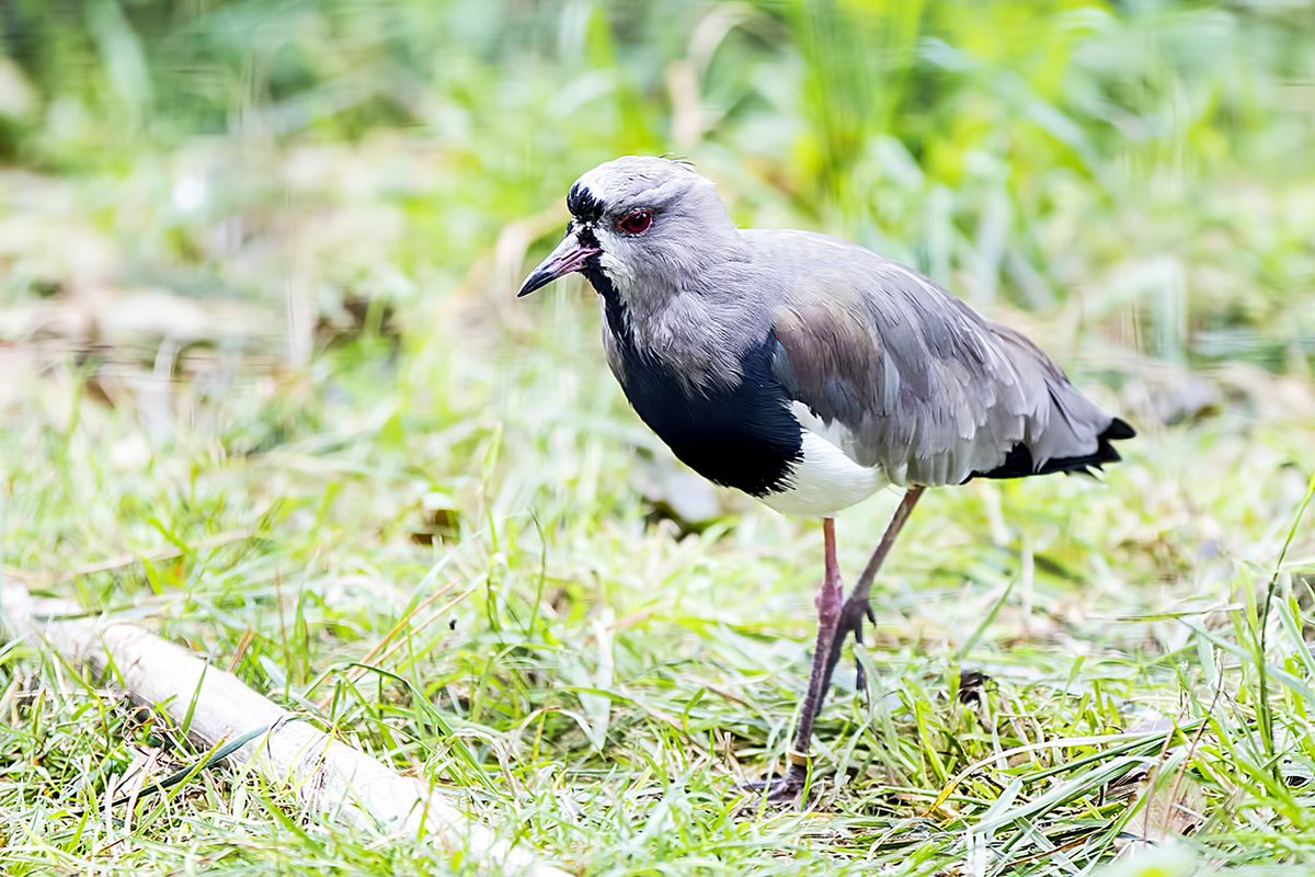 Chilean Lapwing WMZ <a href="/Tory575France/">sarah france</a> <a href="/PhilipMillns/">Philip Millns</a>