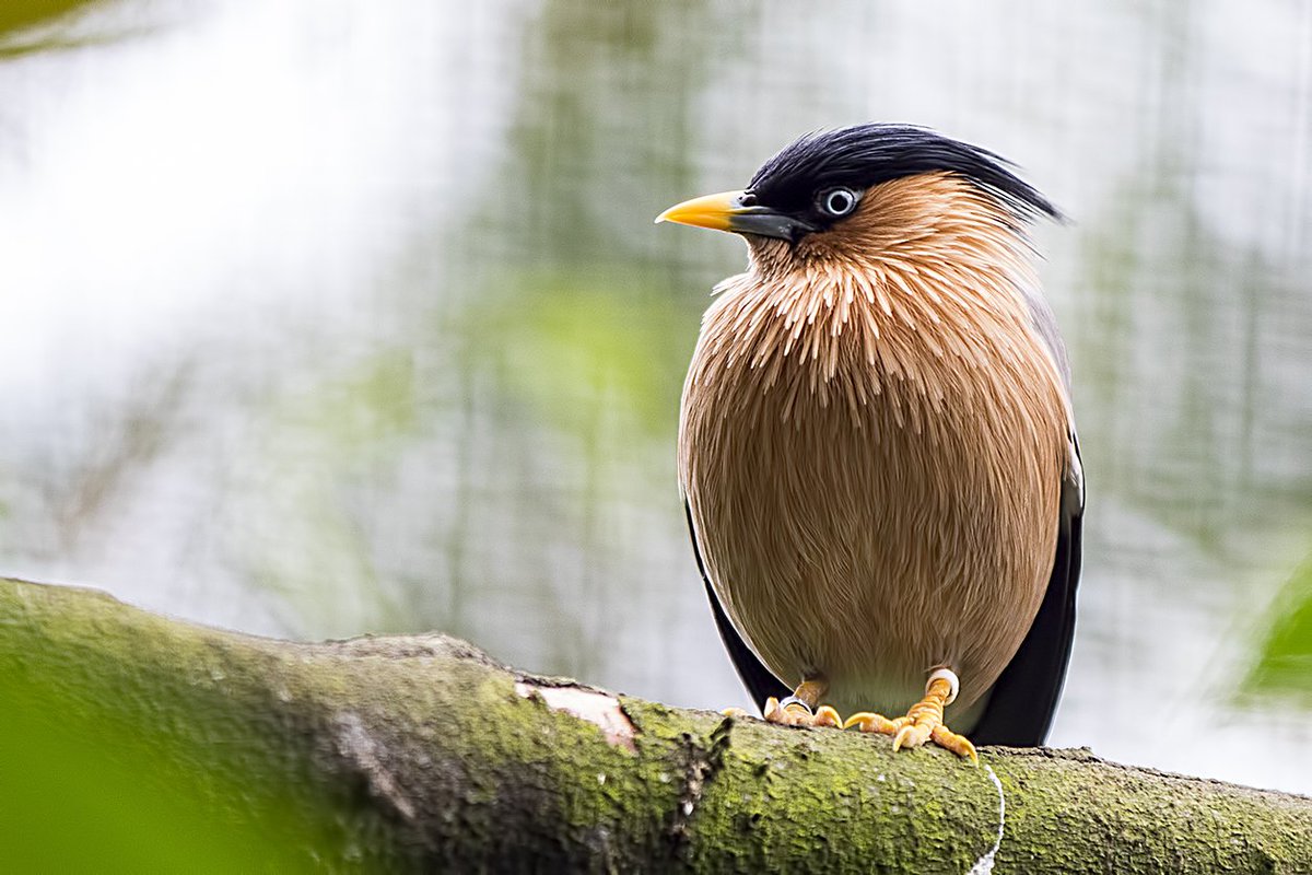 Pagoda Mynah WMZ <a href="/Tory575France/">sarah france</a> <a href="/PhilipMillns/">Philip Millns</a>