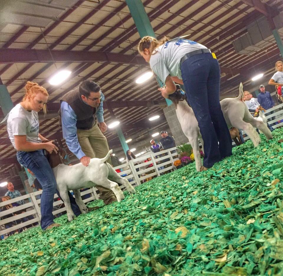 AmericanRoyal's tweet photo. The 2016 @AmericanRoyal Junior Market Goat Show is in progress! #AR2016 #AR2016LVS https://t.co/E91Ku1VQ8w