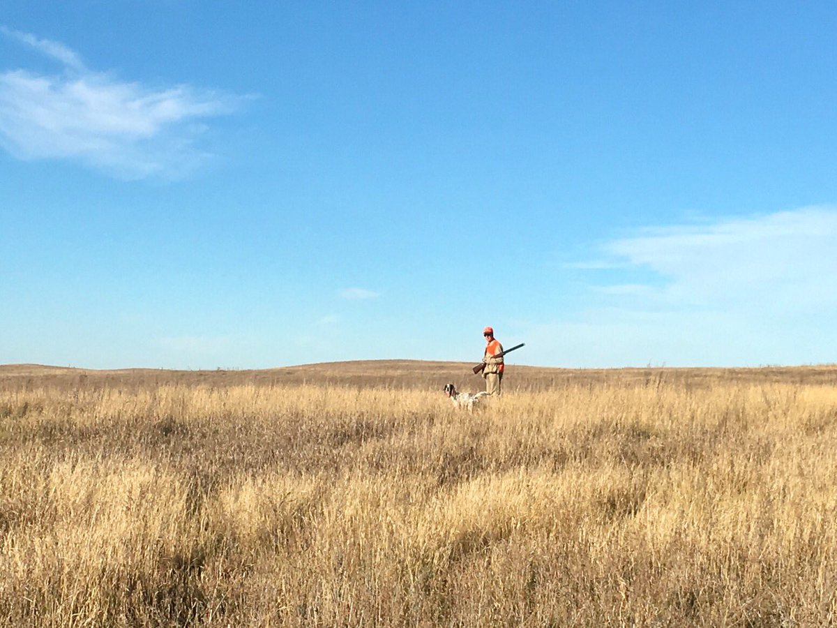 mnjohan's tweet photo. Gorgeous ND morning. #sharptails #pheasants @BRBancroft @BobStPierre https://t.co/pGZbiKkQ1K