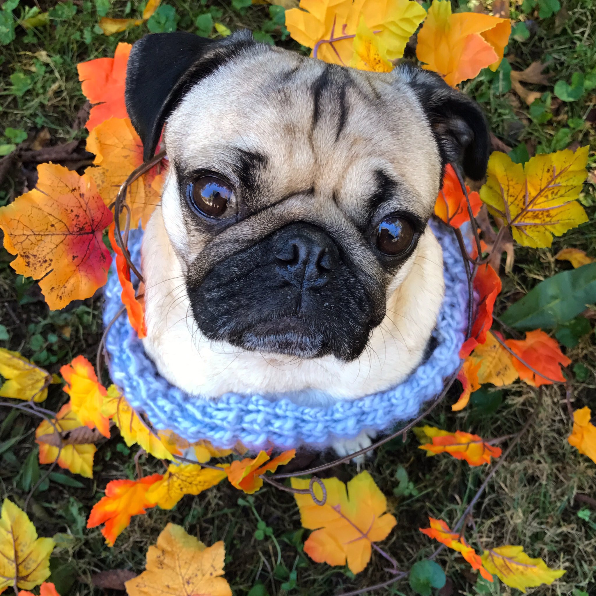 Doug The Pug on Twitter: "I live for photoshoots in the Fall 🍁…