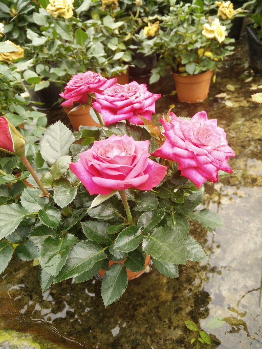 Muhdariff95_'s tweet photo. Another shot #find7 try zoom https://t.co/cG2zUI9LDe