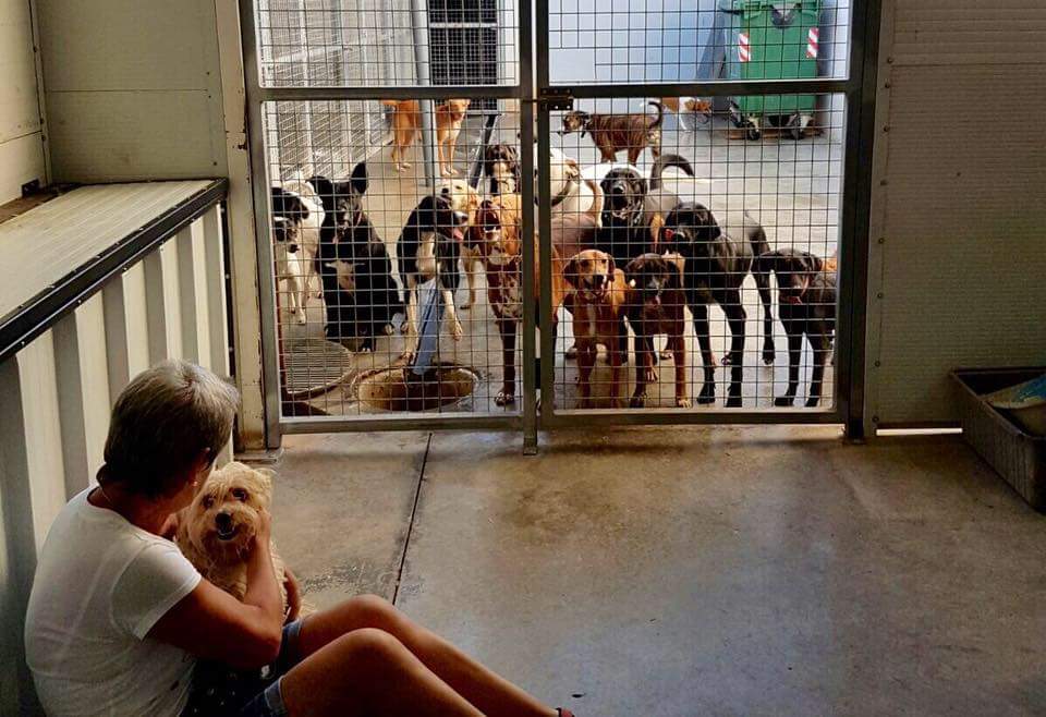 LASAnimal's tweet photo. Estamos sacando a los perros que no tienen padrinos de las residencias... NO PODEMO PAGAR, están en "LA NAVE" NECESITAMOS AYUDA, ACOGIDAS... https://t.co/hhjDntfOuo