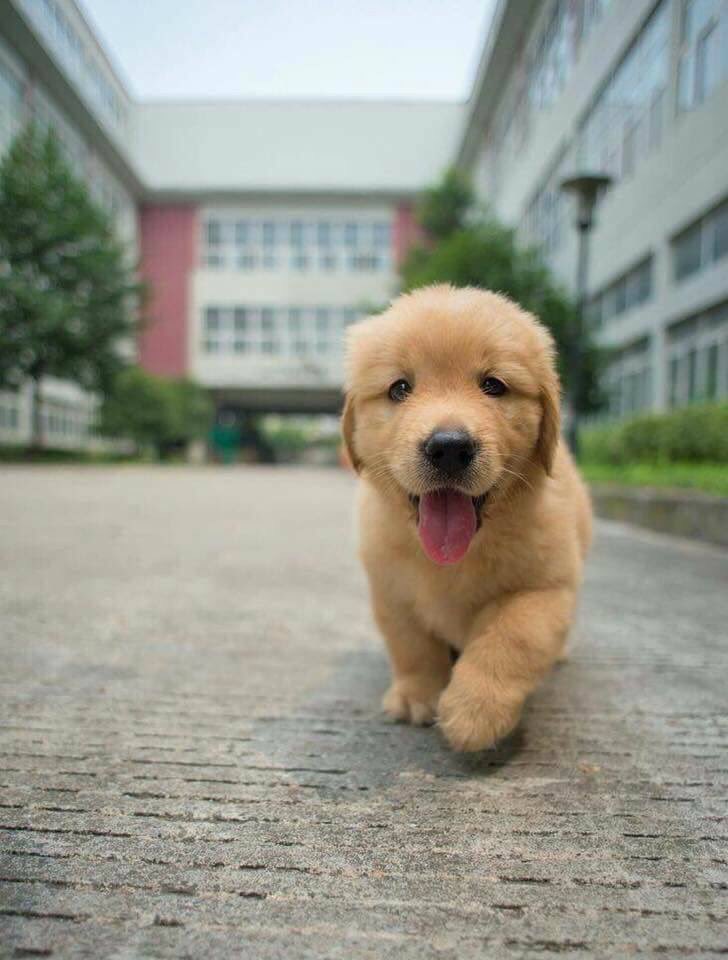 MSSAnimalRights's tweet photo. #dailypuppypicture 🐶 https://t.co/7emknyXjLY