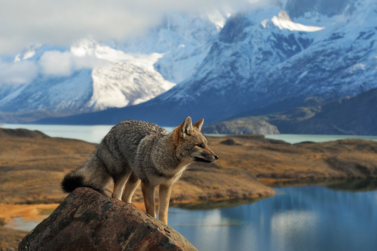 UnboundedFilm's tweet photo. A beautiful grey fox walking through Torres deal Paine National Park
📷 Atacama
#fox #torresdelpaine https://t.co/TOgqlWwic0