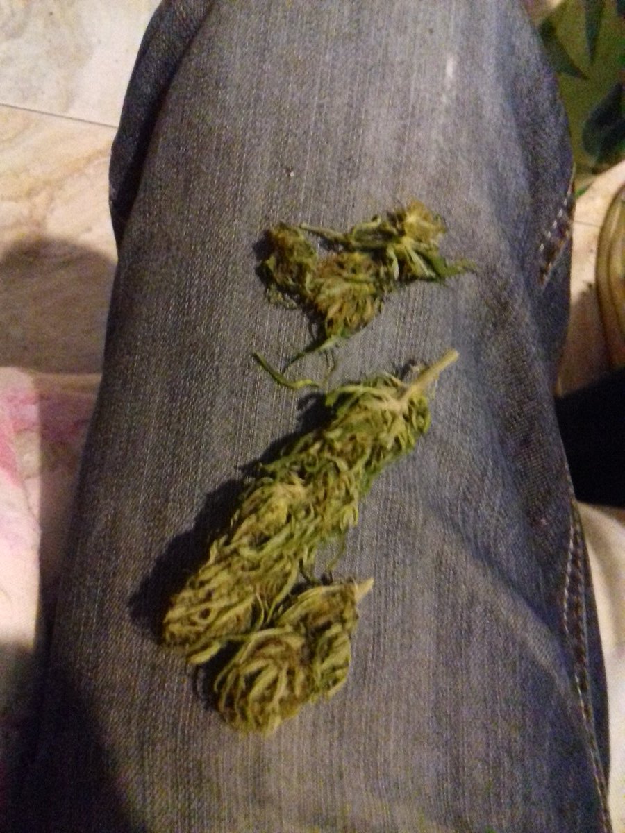 GreenMotah tweet media