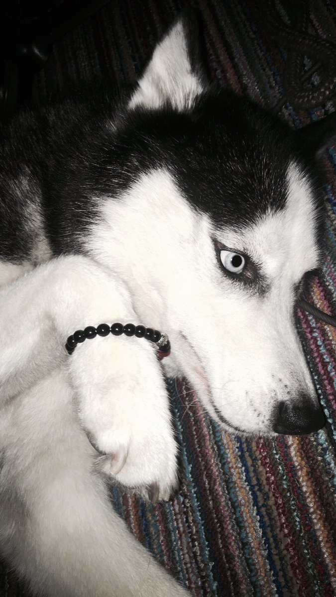 rsbco_'s tweet image. Siberian Husky rocking our black Buddha bracelet
