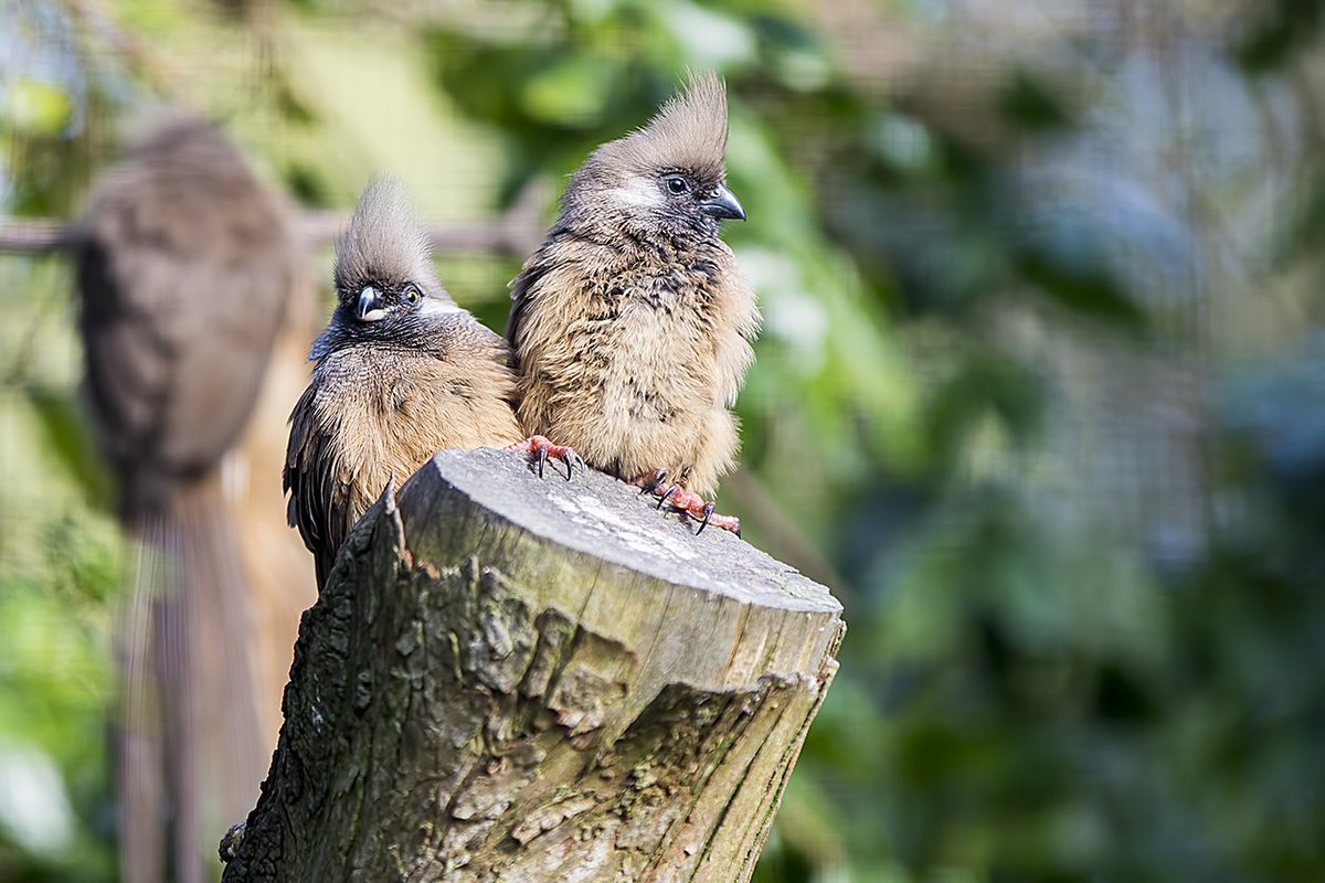 Speckled Mousebird WMZ <a href="/Tory575France/">sarah france</a> <a href="/PhilipMillns/">Philip Millns</a>