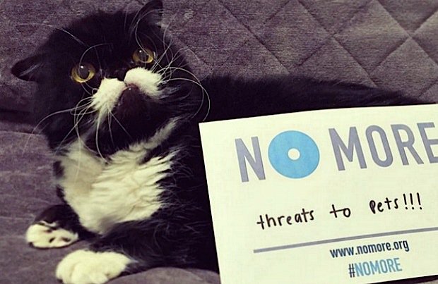 URI_NYC's tweet photo. Pls see this wonderful article about our #CatsAgainstDV hero @my_cat_Kyle in @PawCulture https://t.co/hMDVXUIWf6 #dvam #BetterWithPets https://t.co/GzDINb8M3i