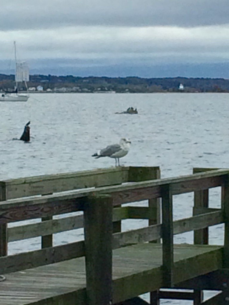 BethGifford1's tweet photo. Way to go Endicott Gulls! Nice win over RW!#ewvb https://t.co/Pf703ONWdF