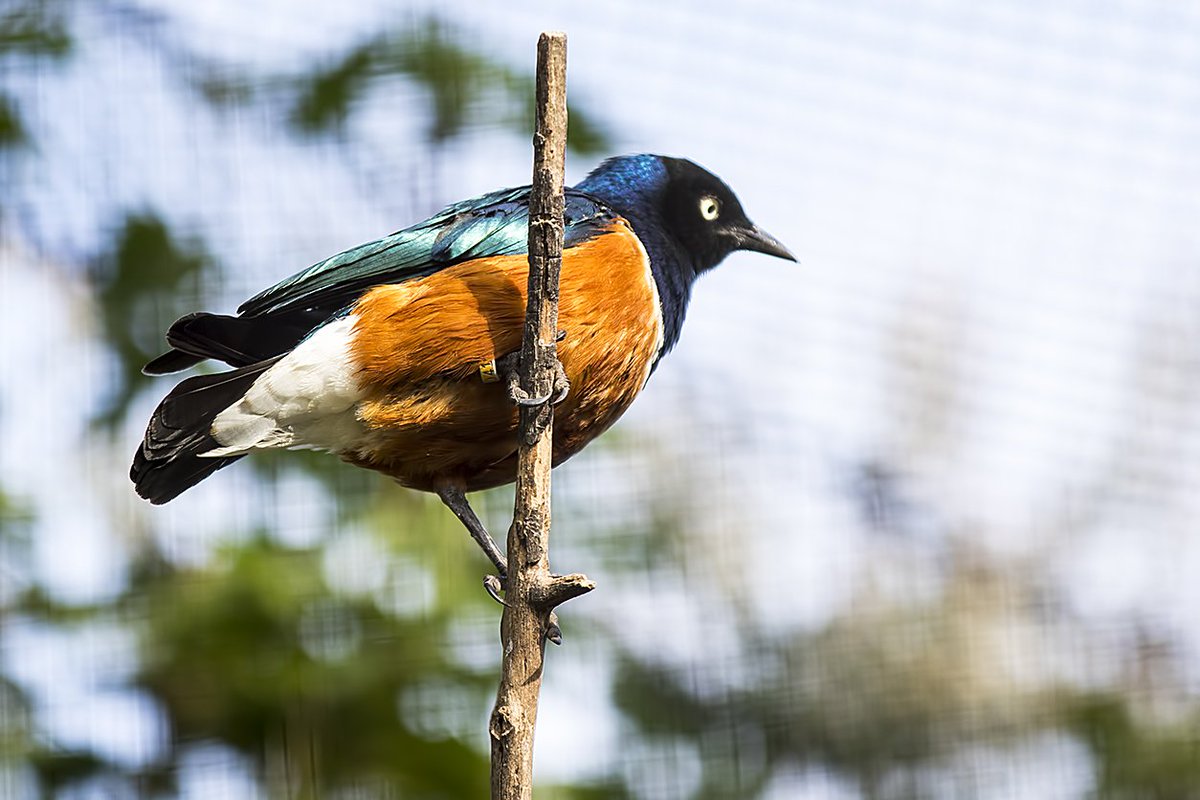 Superb Starling WMZ <a href="/Tory575France/">sarah france</a> <a href="/PhilipMillns/">Philip Millns</a>