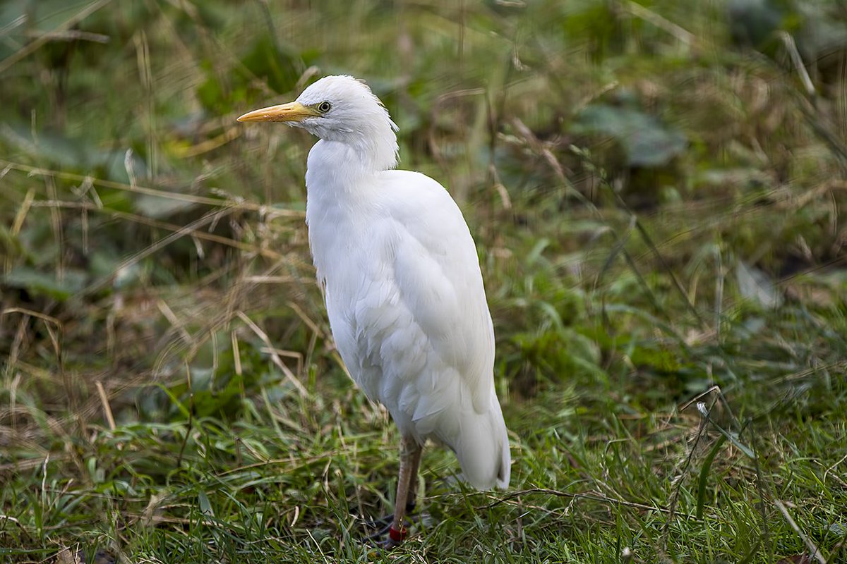 Cattle Egret WMZ <a href="/Tory575France/">sarah france</a> <a href="/PhilipMillns/">Philip Millns</a>