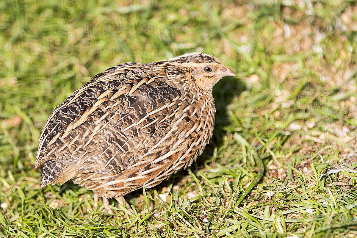 Madagascar Partridge WMZ <a href="/Tory575France/">sarah france</a> <a href="/PhilipMillns/">Philip Millns</a>