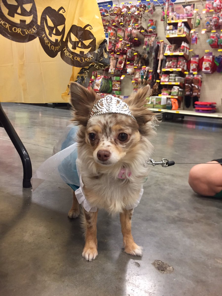 PetSmart 0638 tweet media