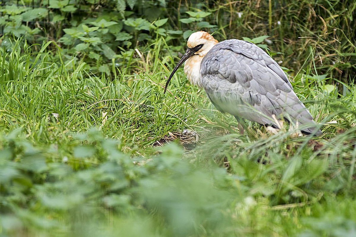 Black-faced Ibis WMZ <a href="/Tory575France/">sarah france</a> <a href="/PhilipMillns/">Philip Millns</a>