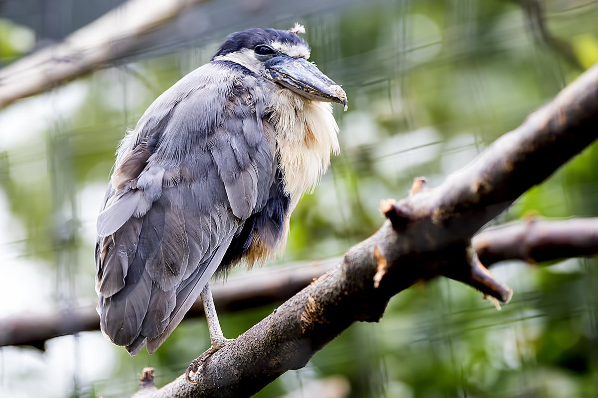 Boat-billed Heron WMZ <a href="/Tory575France/">sarah france</a> <a href="/PhilipMillns/">Philip Millns</a>