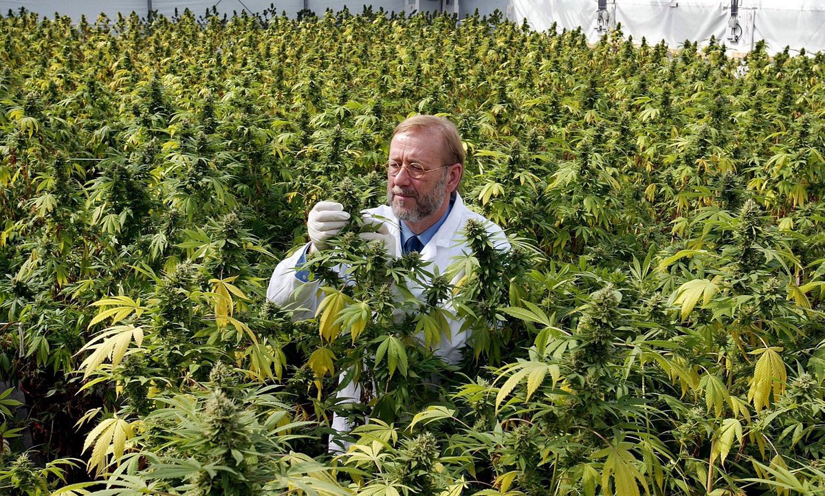 марихуана процесс выращивания