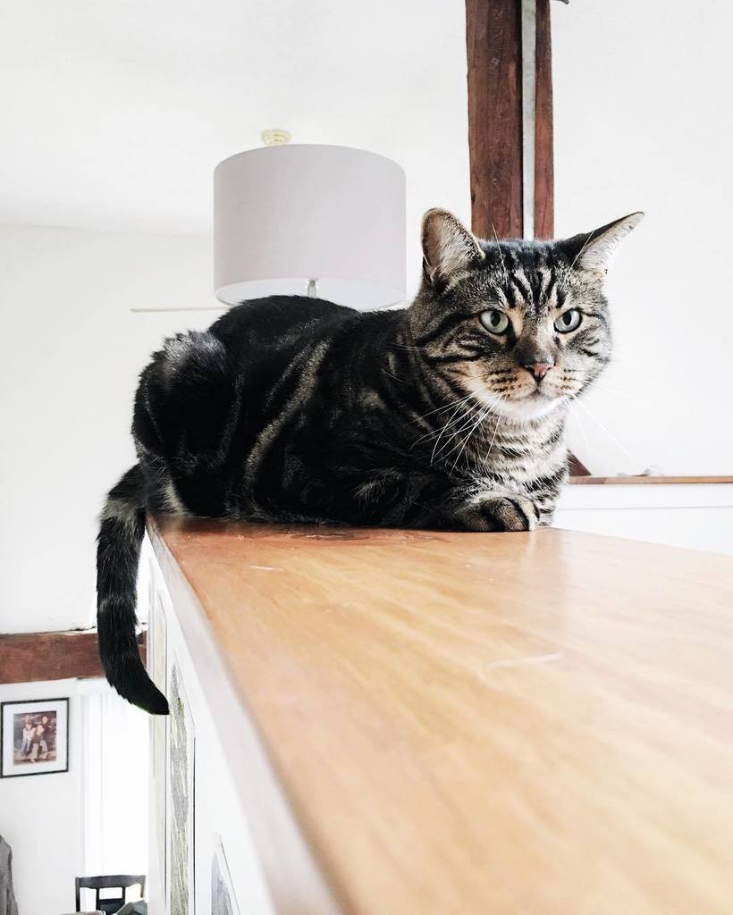 pineapplethecat's tweet photo. #cat #cats #catsofinstagram #petsofinstagram #catstagram #glamourshots #catsofnh #nh #uppervalley #mascomalake https://t.co/nf1B2FIFVP