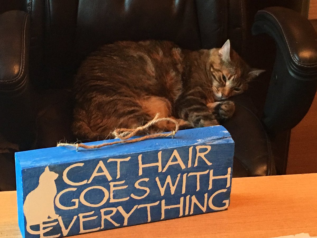 KimaKarma's tweet photo. #Caturday again! #kittywhipped #cats @catsnkittys @TheDaiIyKitten #lazycat https://t.co/vSmRdo0L6u
