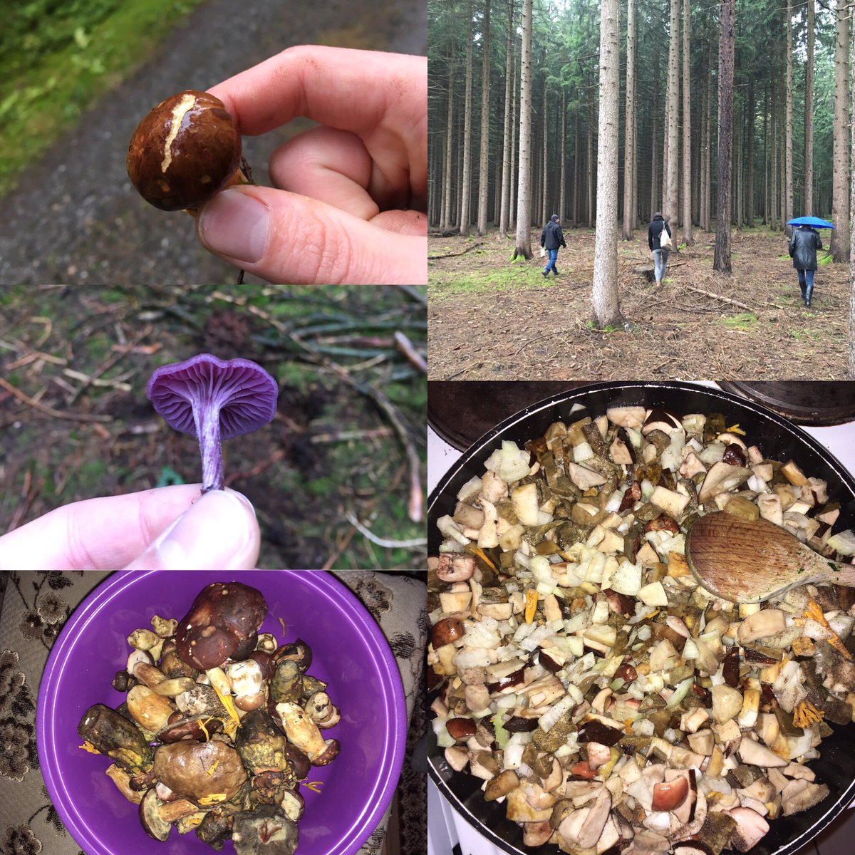 #Pilze #sammeln im #Vogtland. #auerbach #erzgebirge #food #outdoor #wald #natur