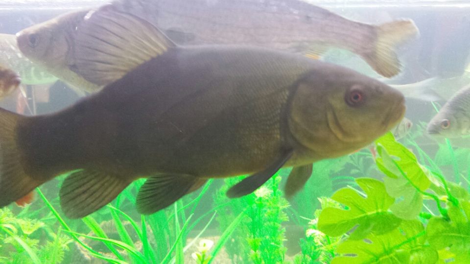CRTFisheries's tweet photo. The teams fish tank will be at Eldonian Village, Liverpool, on Sunday to celebrate the 200th anniversary of the Leeds &amp; Liverpool Canal. https://t.co/wl1xBSP0Xu