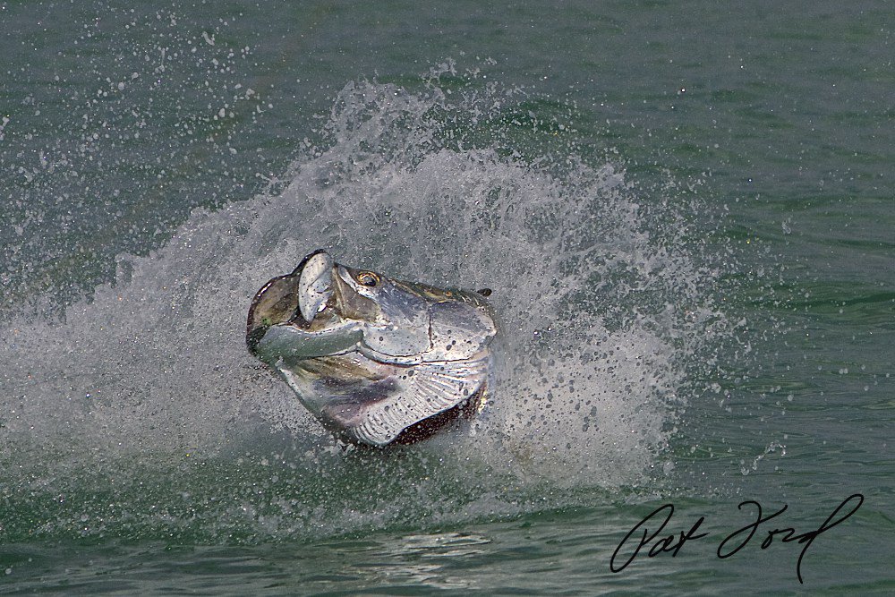 KittenswpDIGI's tweet photo. #Tarpon Fishing with Pat Ford https://t.co/obj0d9pXxU #patford #silverking https://t.co/dtlK6qPwIz