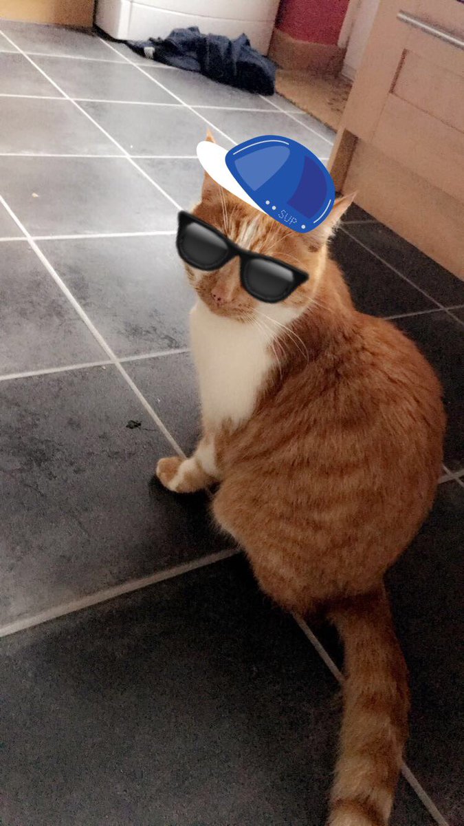mollylp26's tweet photo. Teddie G 😂😩
#KittyG https://t.co/QfiGvO6GId