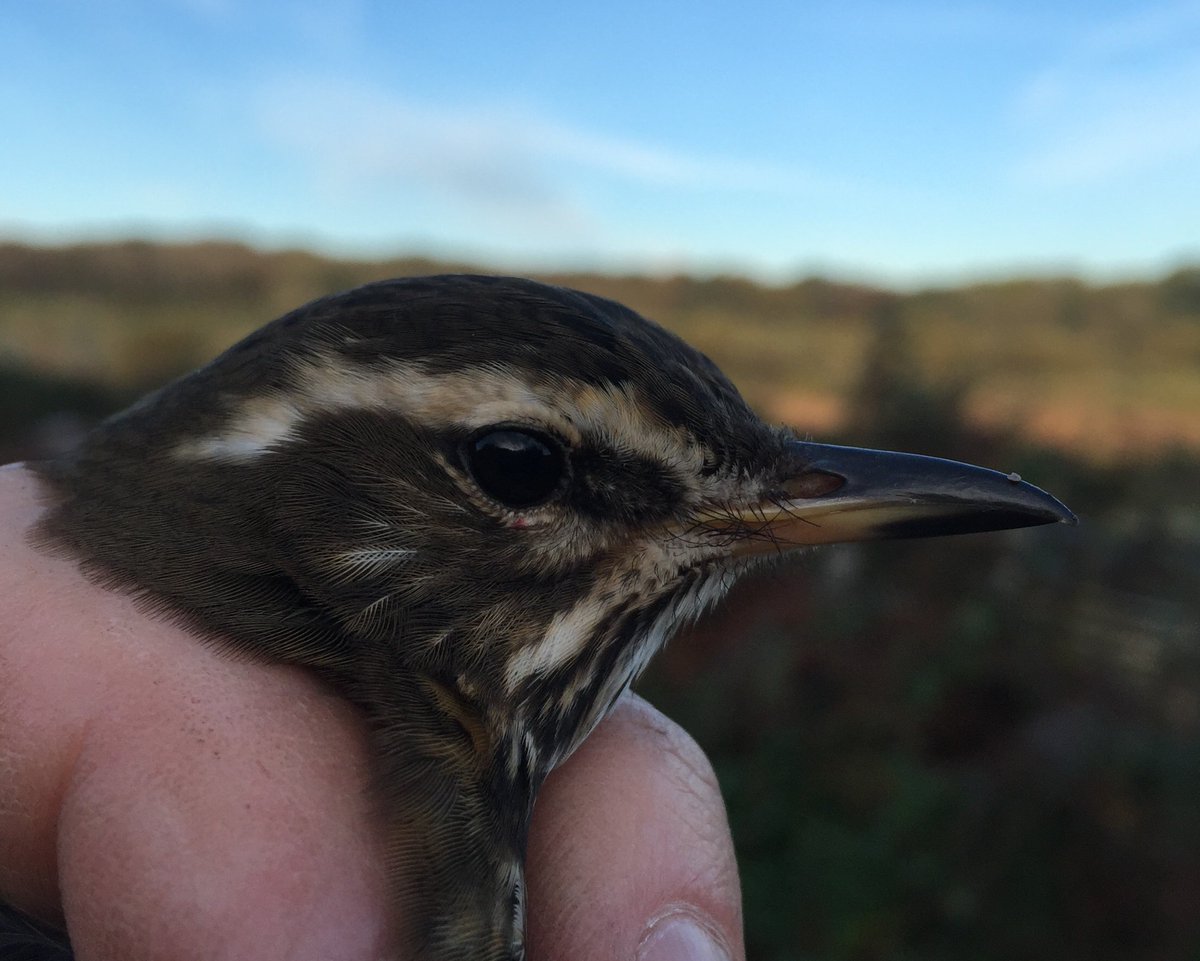 OwainGabb's tweet photo. #Oxwich #birdringing 22/10 autumn thrushes. See: https://t.co/fTvTUPtOpg @Emma_Owl_Cole @goweros @BTO_Cymru https://t.co/j9Bh0WiIMw
