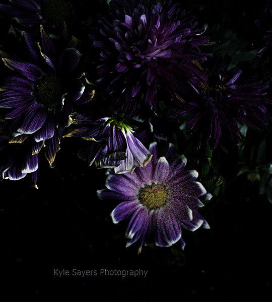 kylemsphoto's tweet photo. New Image!: "Saturday Evening Blossom" #KyleSayersPhotography #FlowerPhotography https://t.co/BKDE6jRbKw https://t.co/16MvBcbaxY