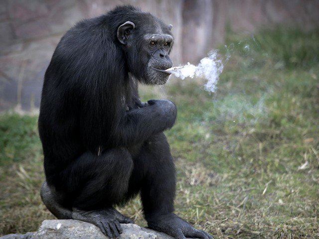 CanalAntigua's tweet image. Azalea, una chimpancé que fuma una cajetilla de cigarros diaria bit.ly/2euY6pp