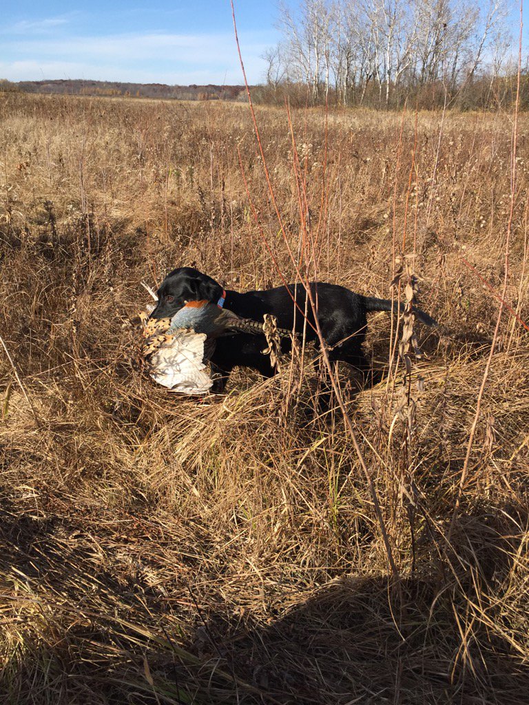 coachnbanker's tweet image. Great day in the field! #huntingmachine #blackjack