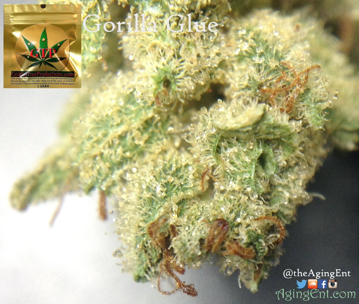 theAgingEnt's tweet photo. #gorillaglue #GoldenTreeProductions #GTP #WAPot
https://t.co/8hRP4uhae6
#legalmarijuana #review #nugporn #cannabis #pot #weed #bud #herb https://t.co/SV99mVcCwc