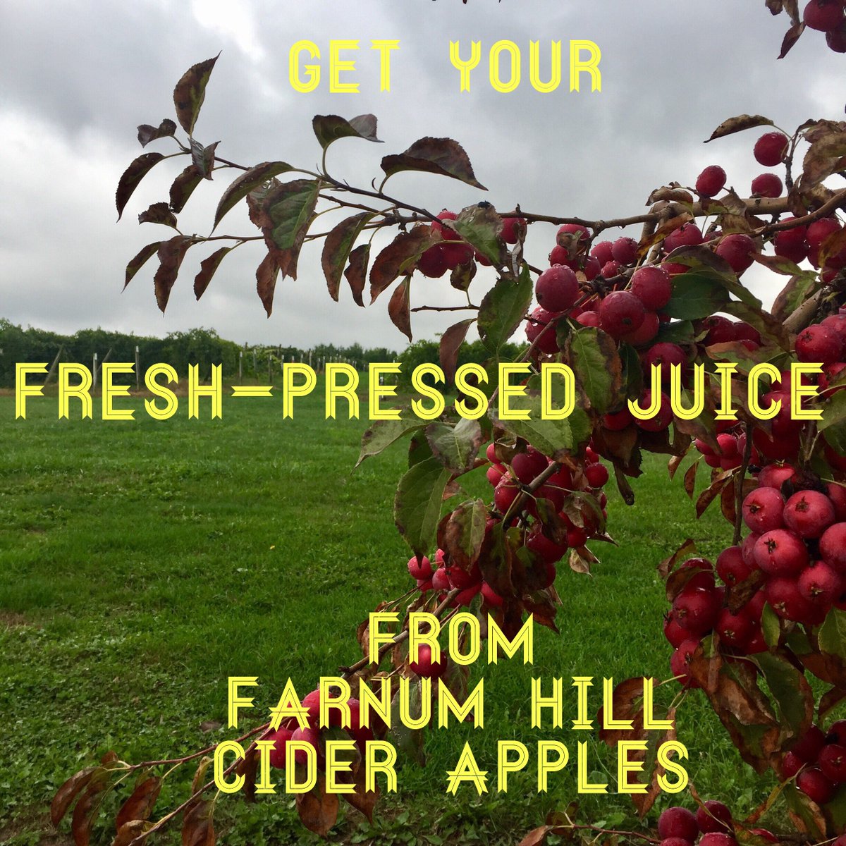 NewYork_Cider's tweet photo. Get your gallon of fresh-pressed cider apple juice, ready for you to home-ferment https://t.co/9dhinPPEiJ #ciderweeknyc #DIYcider https://t.co/TDaIMg1mR0