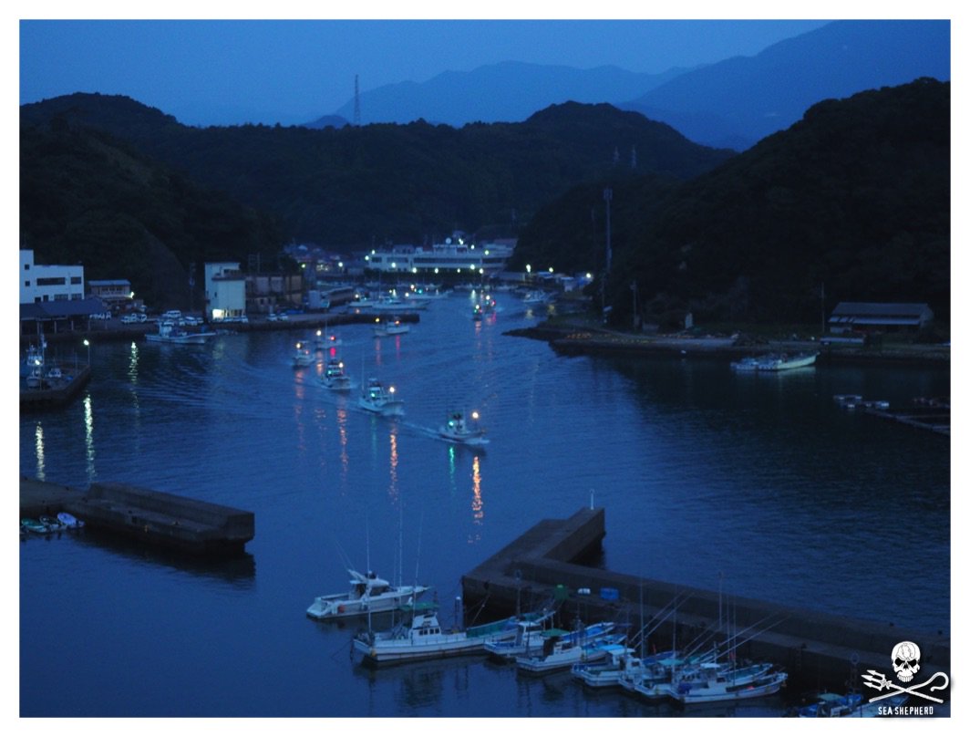 SeaShepherd404's tweet photo. @OmarSeaShepherd 23rd October 2016 05:47 12 killer boats have left harbour to hunt for dolphins!#ophenkaku #coveguardians #tweet4taiji https://t.co/UuWjSg9X0b