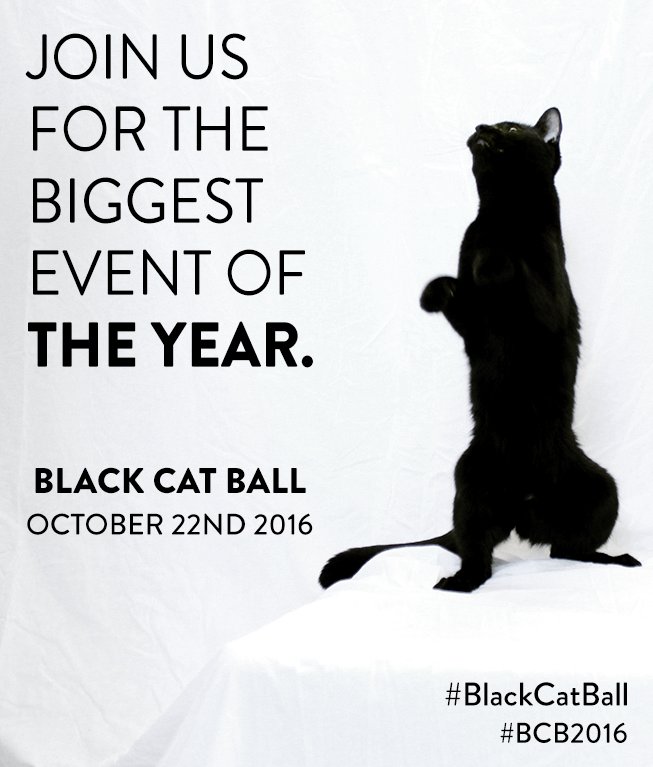 TreeHouseCats's tweet photo. Join us tonight at the Moonlight Studios (1446 W Kinzie Ave) from 6:00pm - 10:00pm to celebrate The Black Cat Ball! #BCB2016 #BlackCatBall https://t.co/wyd7TE9C72