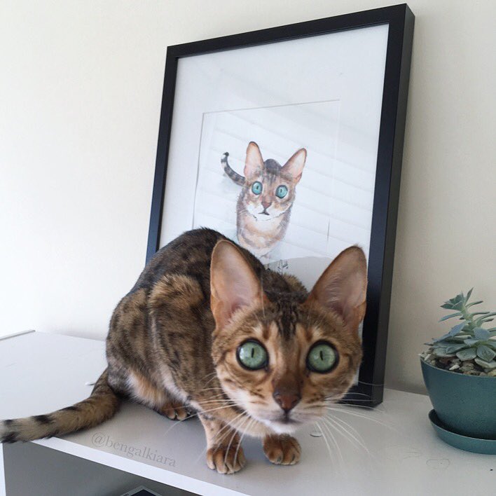 bengalkiara's tweet photo. Hey, human..? I think I have a new shadow. (@madebyauddi) #Caturday #cutepetclub #CatsOfTwitter https://t.co/yBnuWoVTVC