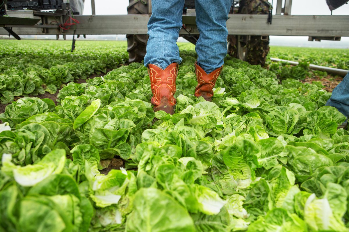 HelloFresh's tweet photo. Check out our #FreshFromTheSource series and meet our hard-working food suppliers! https://t.co/uC86qFpUnM https://t.co/HKopGCtCnH