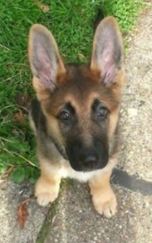 FindOzzyAL2's tweet photo. #TRICKY STOLEN #puppy #german shepherd #Leicestersquare, please RT https://t.co/8lgqkeOUkB https://t.co/TfnylbuCId