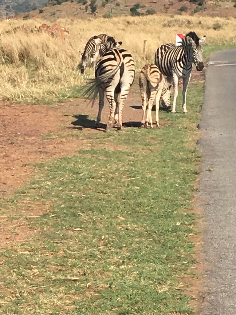 Goliath218's tweet photo. Spotted on my training ride this morning. Love 🇿🇦 https://t.co/W6u0chwn93