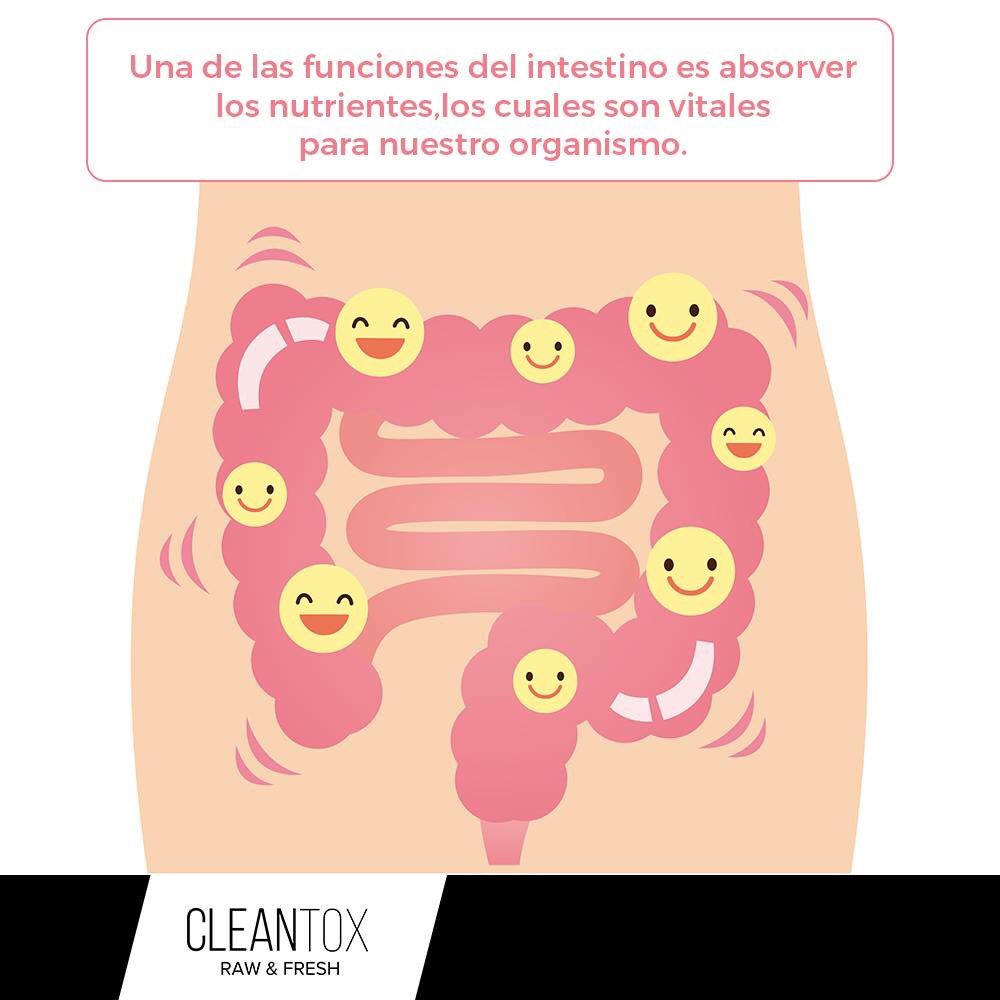cleantoxmx's tweet photo. Conoce las funciones de nuestro intestino y desintoxicalo #clean #cleantox #detox https://t.co/TAGqdzeYv2