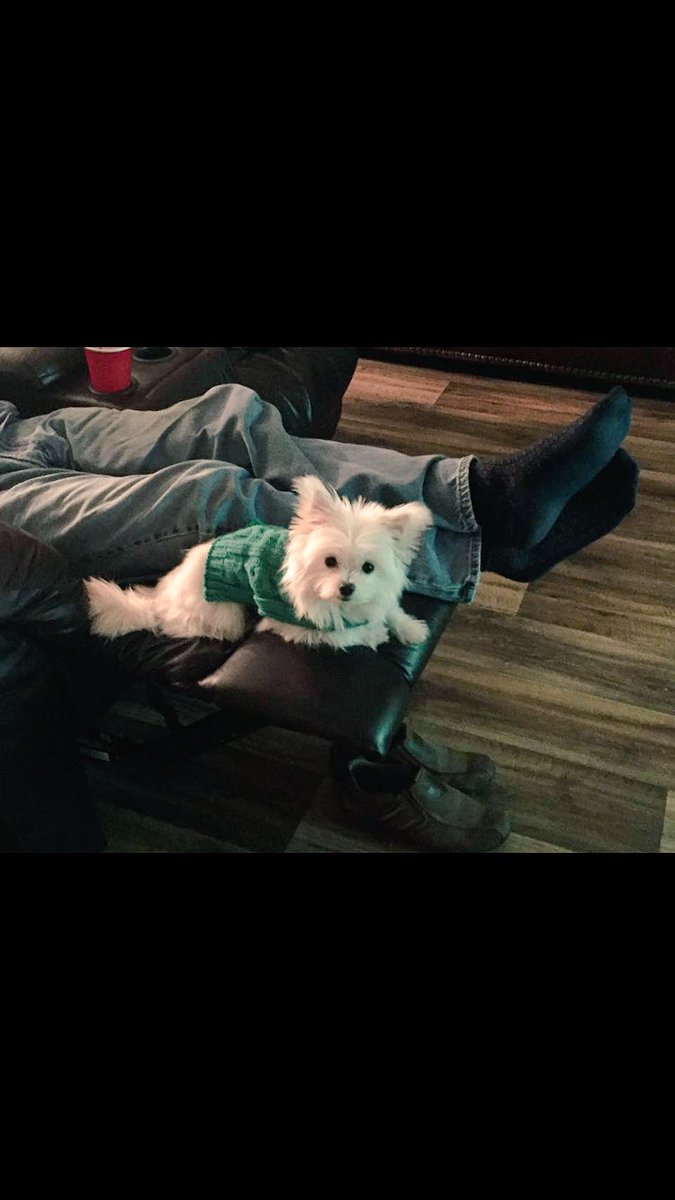 nicolenewell7's tweet photo. So my dog's new thing is wearing clothes &amp; idk how I feel abt that because I'm gunna be broke real soon if she keeps this up 🙃😅#dogorhuman? https://t.co/fvPZUZSSfA