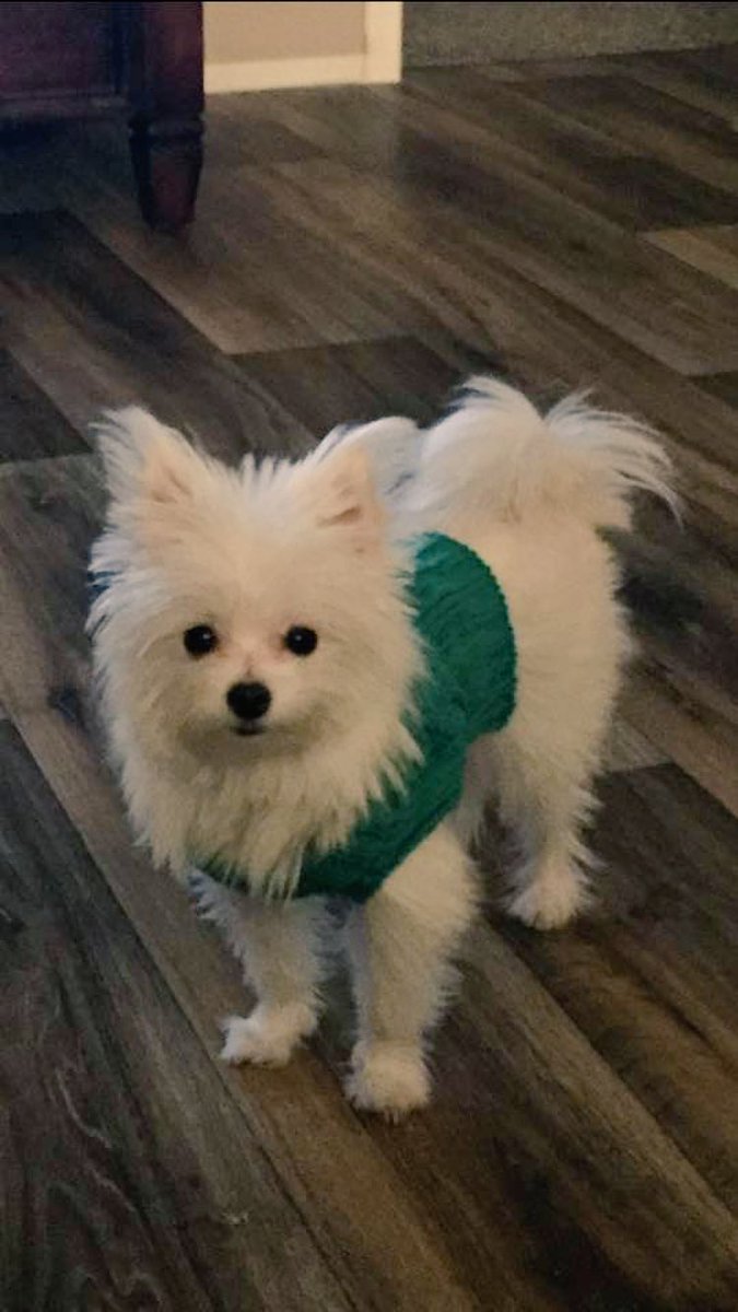 nicolenewell7's tweet photo. So my dog's new thing is wearing clothes &amp; idk how I feel abt that because I'm gunna be broke real soon if she keeps this up 🙃😅#dogorhuman? https://t.co/fvPZUZSSfA