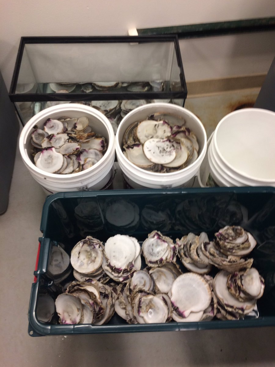 Lindsay_science's tweet photo. Soaking scallop shells in salt water https://t.co/An8794O2DE