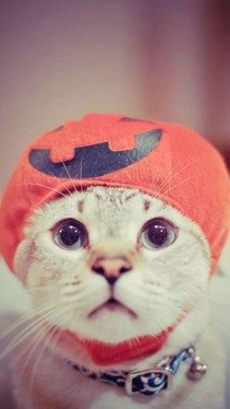 Shintasnta's tweet photo. Get more awesome pictures from Avivid’s Wallpapers app. https://t.co/DtmlXiYUyy cat talita https://t.co/yZyIW8cbnX