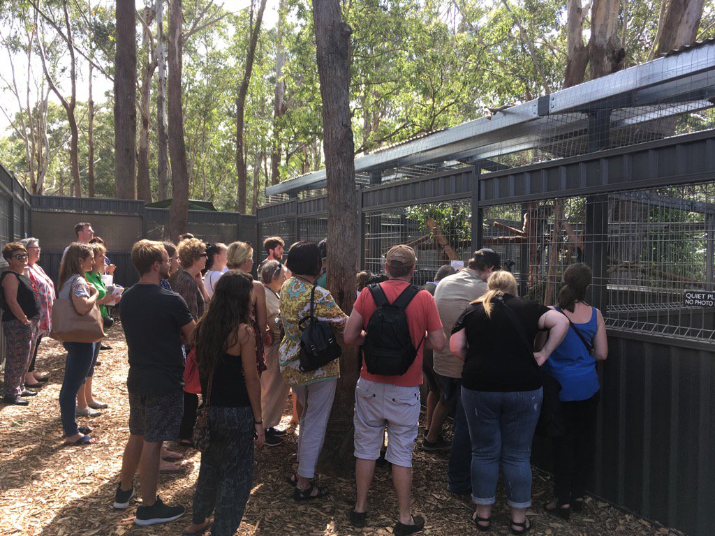 PMQTourism's tweet photo. Koala hospital feed, walk and talk tour with #toh2016 media group! #iloveportmacquarie so much to show off! https://t.co/BQCKWieTgS