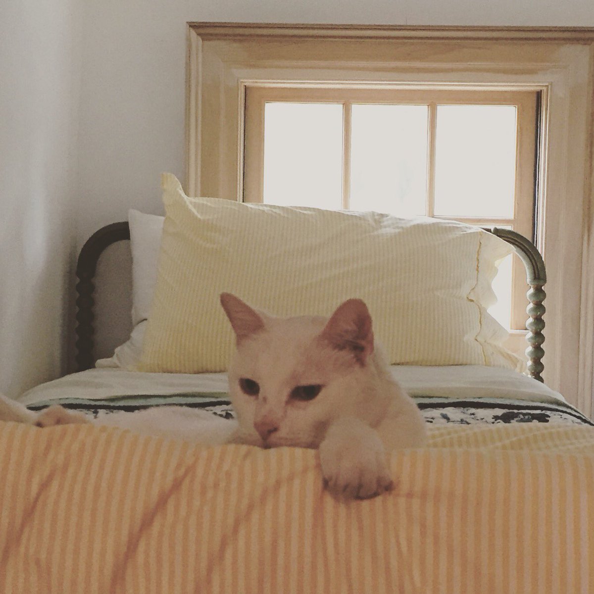 haimerlad's tweet photo. I missed National Cat Day yesterday. I must belatedly honor #JackCat, the greatest cat I've known. RIP #DetroitHustle cat. https://t.co/Dfgx6X5asP