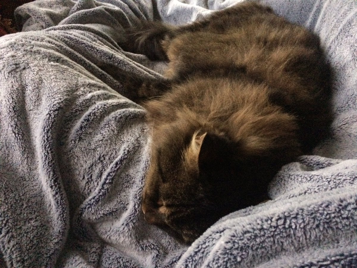 emalee_ellen's tweet photo. Happy national cat day! https://t.co/9apLKaqLw2